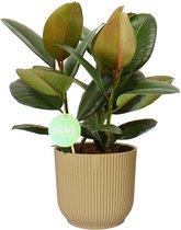 Ficus Robusta in ELHO Vibes (geel) – ↨ 60cm – ⌀ 22cm