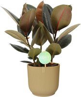 Ficus Abidjan in ELHO Vibes (geel) – ↨ 60cm – ⌀ 22cm