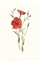 Linum Grandiflorum (Crimson Flax White) - Foto op Dibond - 60 x 80 cm