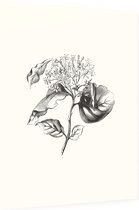 Kornoelje zwart-wit plus (Dogwood) - Foto op Dibond - 60 x 80 cm