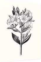 Zeepkruid zwart-wit (Soapwort) - Foto op Dibond - 30 x 40 cm