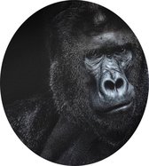 Silverback gorilla op zwarte achtergrond - Foto op Dibond - ⌀ 30 cm