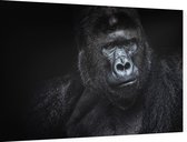 Silverback gorilla op zwarte achtergrond - Foto op Dibond - 60 x 40 cm