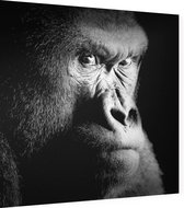 Silverback gorilla op zwarte achtergrond - Foto op Dibond - 60 x 60 cm