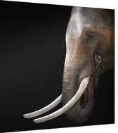 Aziatische olifant op zwarte achtergrond - Foto op Dibond - 40 x 40 cm