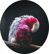 Roze kaketoe op zwarte achtergrond - Foto op Dibond - ⌀ 30 cm