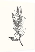 Ilex Opaca zwart-wit 2 (Holly Berries) - Foto op Dibond - 30 x 40 cm