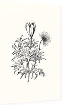 Pulsatilla zwart-wit (Pasque Flower) - Foto op Dibond - 60 x 90 cm