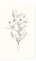 Zeepkruid zwart-wit Schets (Soapwort) - Foto op Dibond - 40 x 60 cm