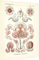 Gemmaria - Anthomedusae (Kunstformen der Natur), Ernst Haeckel - Foto op Dibond - 30 x 40 cm