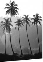 4 Palmbomen zwart wit - Foto op Dibond - 60 x 80 cm