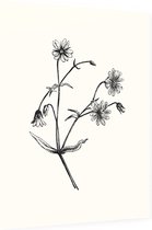 Grote Muur zwart-wit (Greater Stitchwort) - Foto op Dibond - 60 x 80 cm