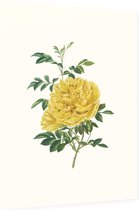 Rosa Foetida Aquarel (Persian Yellow Rose) - Foto op Dibond - 30 x 40 cm