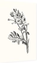 Gevlekte Scheerling zwart-wit (Hemlock Stocks Bill) - Foto op Dibond - 60 x 90 cm