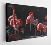 Canvas schilderij - Group of american flamingoes with tags on their legs at a zoo in California  -     270545900 - 40*30 Horizontal