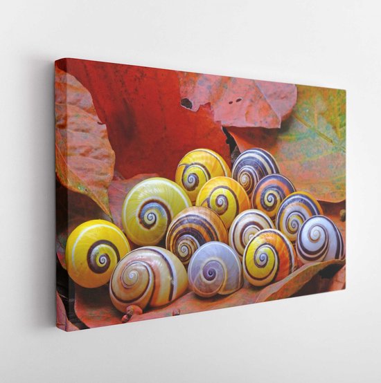Canvas schilderij - Snails : Polymita picta or Cuban snails one of most colorful and beautiful land snails in the wolrd from Cuba , its known as 