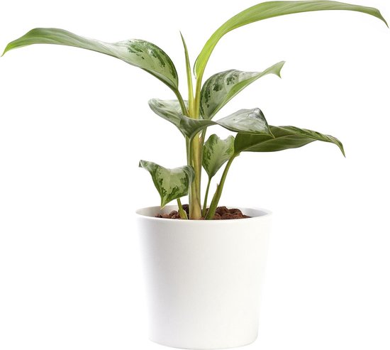 Plant in hydrocultuur systeem van Botanicly: Aglaonema met weinig onderhoud – in wit kleurig hydrocultuur sierpot – Hoogte: 35 cm – Aglaonema commutatum Silver Bay