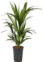 Plant in hydrocultuur systeem van Botanicly: Kentiapalm met weinig onderhoud – Hoogte: 65 cm – Howea Forsteriana