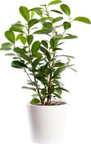 Plant in hydrocultuur systeem van Botanicly: Vijgenboom met weinig onderhoud – in wit kleurig hydrocultuur sierpot – Hoogte: 35 cm – Ficus Moclame