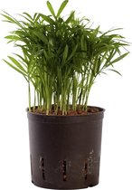 Plant in hydrocultuur systeem van Botanicly: Mexicaanse Bergpalm met weinig onderhoud – Hoogte: 30 cm – Chamaedorea elegans