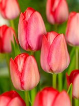 100x Tulpen 'Van eijk'  bloembollen met bloeigarantie