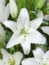 32x Lelies 'Aziatisch wit'  bloembollen met bloeigarantie