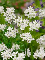 200x Allium 'Neapolitanum'  bloembollen met bloeigarantie