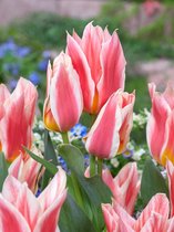 200x Tulpen 'Quebec' - BULBi® Bloembollen met bloeigarantie