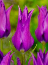 60x Tulpen 'Purple dream'  bloembollen met bloeigarantie