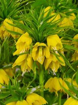 4x Fritillaria 'Fritillaria lutea imperialis'  bloembollen met bloeigarantie