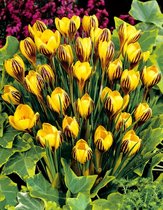 150x Crocus 'Gipsy girl chrysanthus'  bloembollen met bloeigarantie