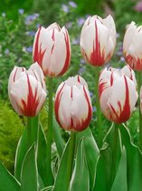 100x Tulpen 'Happy generation'  bloembollen met bloeigarantie