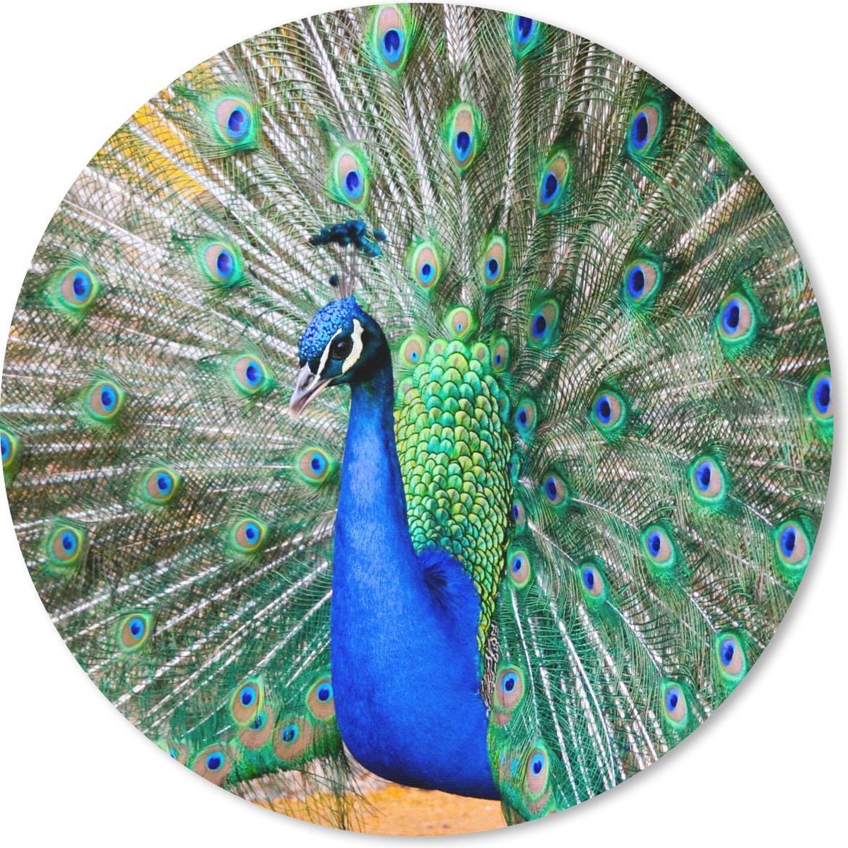 Muismat rond 20x20 cm - Mousepad Pauw - Veren - Blauw - Ronde muismatten
