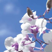 Paper + Design - Sky orchid - papieren lunch servetten