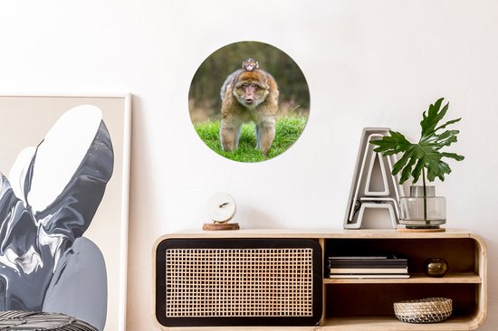 Macaques de Barbarie dans l'herbe assiette en plastique cercle mural ⌀ 30 cm - impression photo sur cercle mural / cercle vivant (décoration murale)