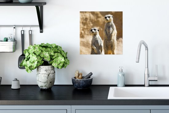 Poster Rock - Suricates - Animaux - 30x30 cm