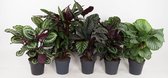 Kamerplanten van Botanicly – 5 × Marantaceae – Hoogte: 75 cm – Calathea orbifolia