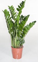 Kamerplant van Botanicly – Zamioculcas zamiifolia – Hoogte: 80 cm, 1 tak