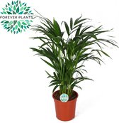 Kamerplant van Botanicly – Goudpalm in sierpot 1 als set – Hoogte: 50 cm – Areca dypsis lutescens