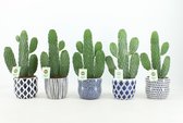 Cactussen van Botanicly – 5 × Opuntia Consolea in gevormde keramiek pot als set – Hoogte: 30 cm