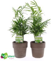 Kamerplanten van Botanicly – 2 × Mexicaanse Bergpalm in grijze terracottapot als set – Hoogte: 30 cm – Chamaedorea elegans