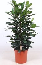 Kamerplant van Botanicly – Afrikaanse vijgenboom – Hoogte: 150 cm – Ficus Cyathistipula