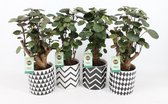 Kamerplanten van Botanicly – 4 × Polyscias Fabian in gevormde keramiek pot als set – Hoogte: 40 cm
