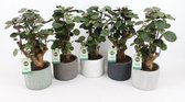 Kamerplanten van Botanicly – 5 × Polyscias in keramische pot als set – Hoogte: 40 cm – Polyscias Fabian