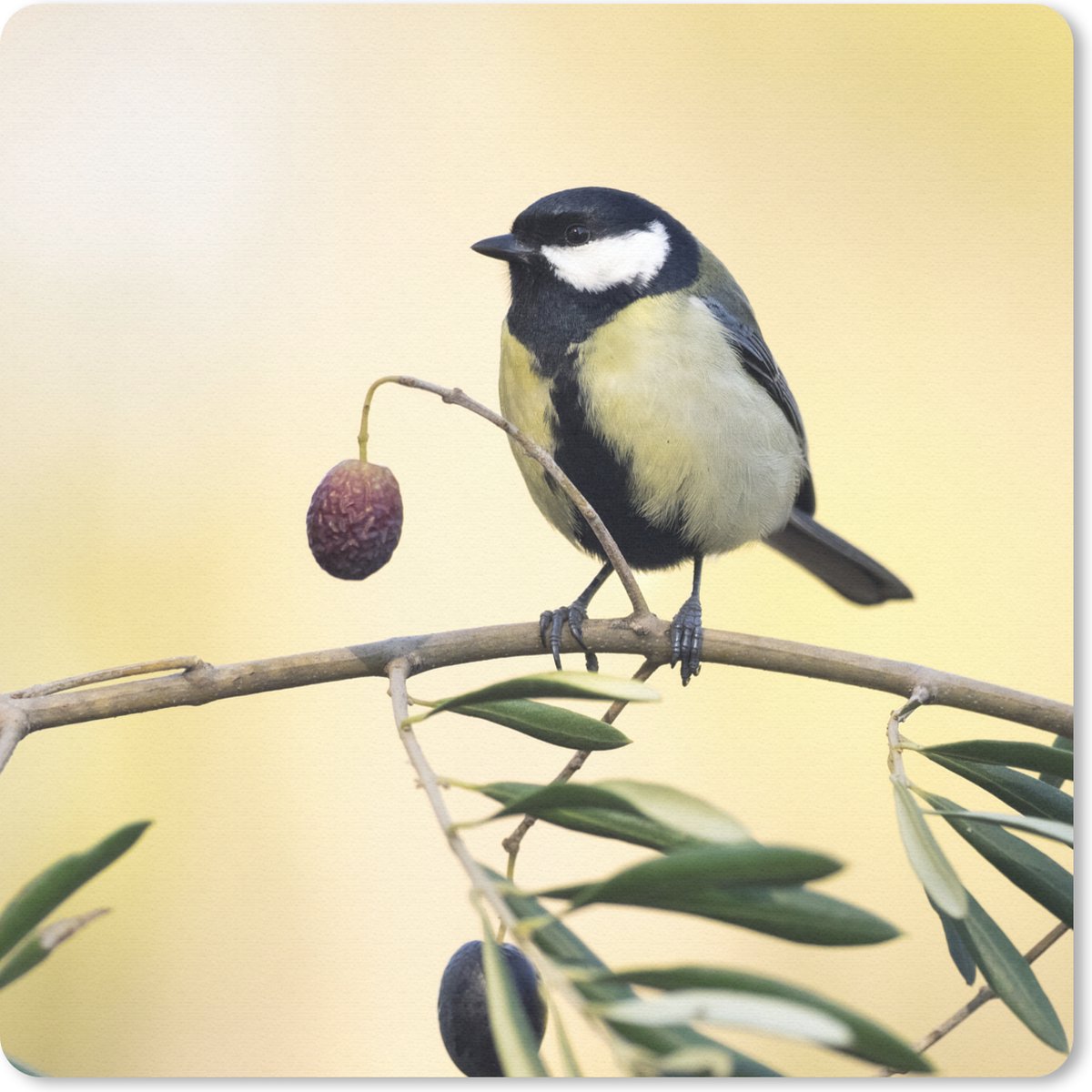 Muismat 20x20 cm - Mousepad Vogel op een tak met een bes - Muismatten