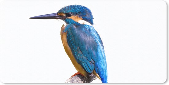 Bureau onderlegger - Muismat - Bureau mat - IJsvogel - Veren - Tak - Blauw - 80x40 cm