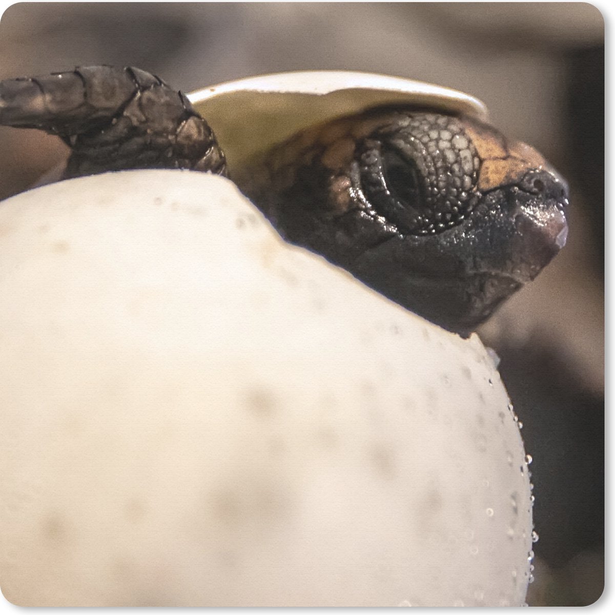 Muismat 20x20 cm - Mousepad Schildpad - Baby - Ei - Muismatten