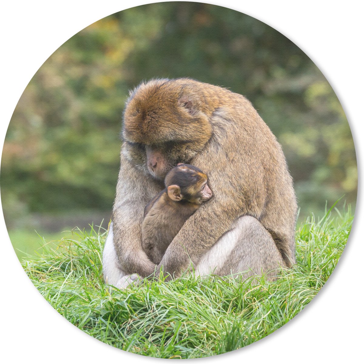 Muismat rond 50x50 cm - Mousepad Aap - Jong - Gras - Ronde muismatten