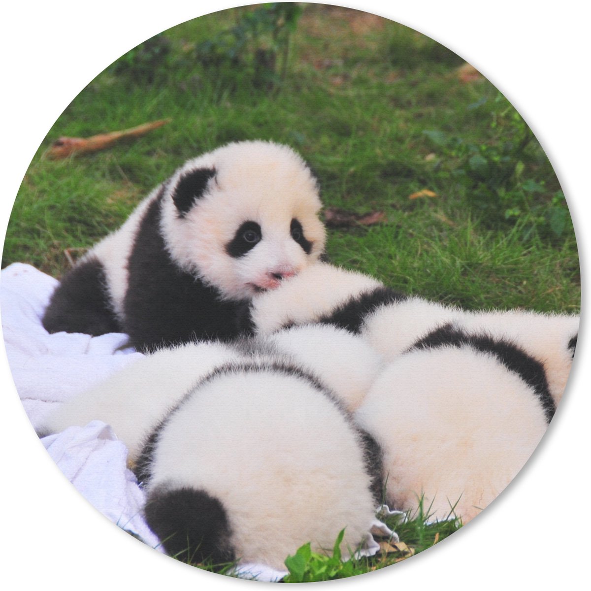 Muismat rond 20x20 cm - Mousepad Panda's - Gras - Deken - Ronde muismatten