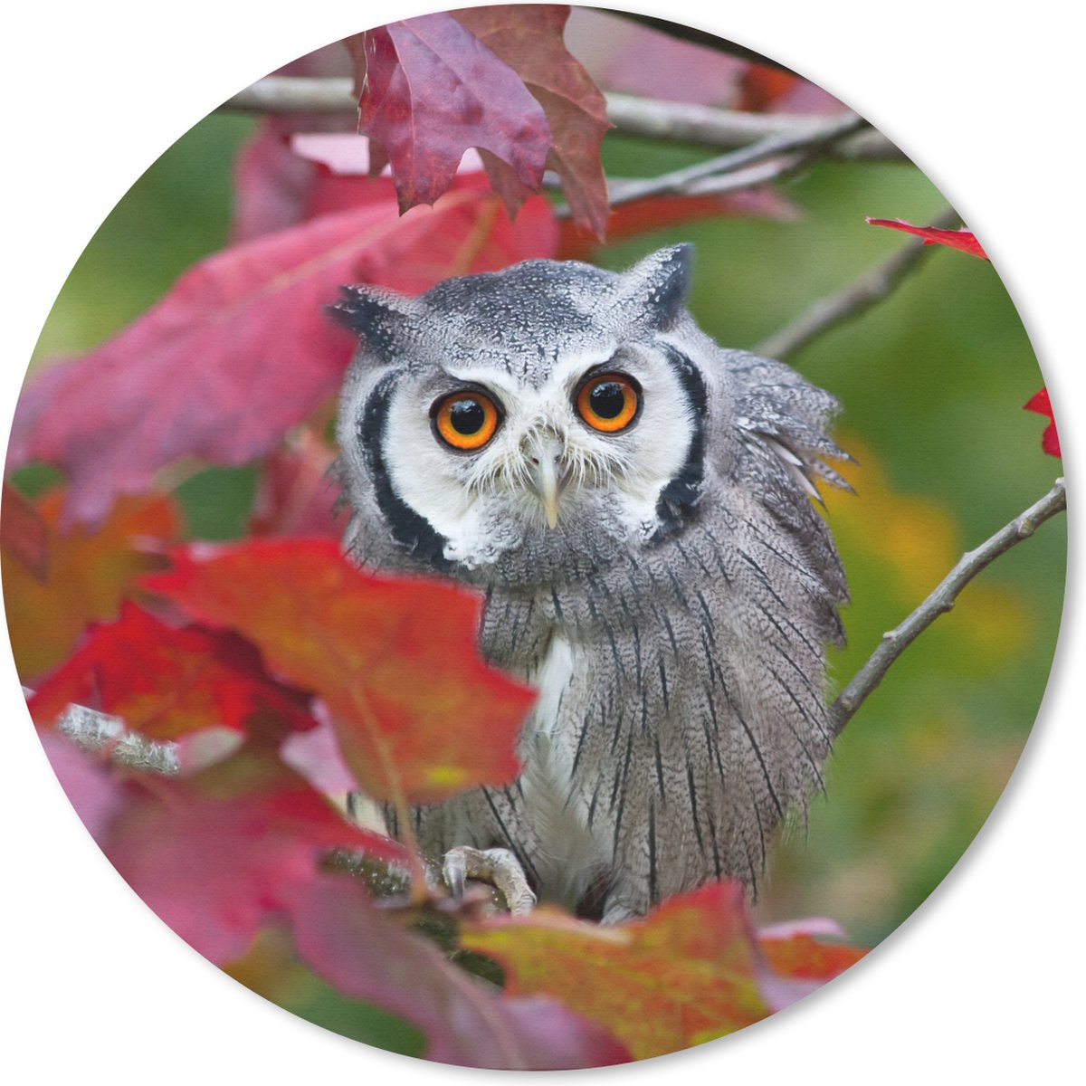 Muismat rond 50x50 cm - Mousepad Uil - Vogel - Bladeren - Herfst - Ronde muismatten